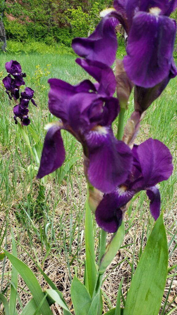purple flower tranquil 